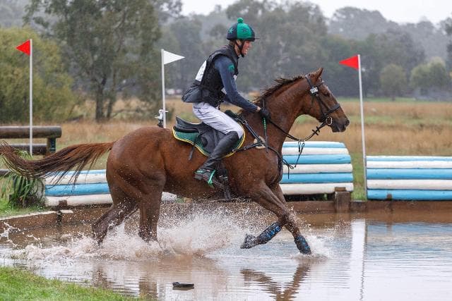 Avatar-HorsesAvailable